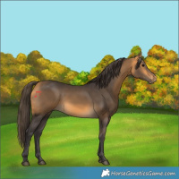 Horse Color:Buckskin 