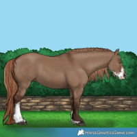 Horse Color:Liver Red Dun Sabino Rabicano 
