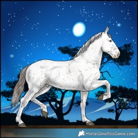 Horse Color:Liver Red Dun Sabino Appaloosa Rabicano 
