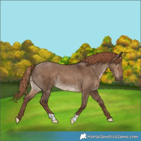 Horse Color:Liver Red Dun 