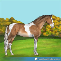 Horse Color:Chocolate Palomino Splash Tobiano Rabicano