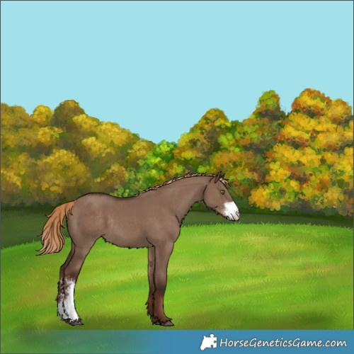Horse Color:Liver Red Dun Sabino Rabicano 