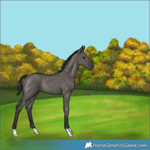 Horse Color:Grullo Rabicano Brindle 