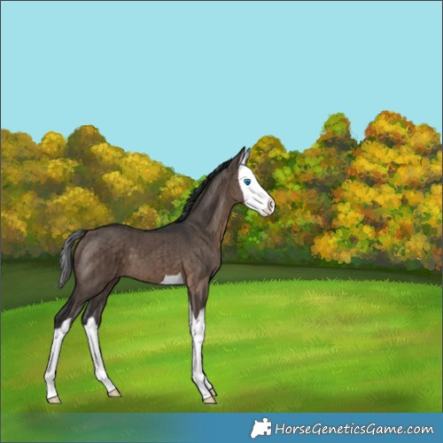 Horse Color:Brown Dun Splash Brindle 