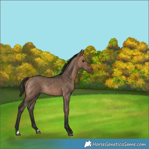 Horse Color:Bay Dun Rabicano Brindle 