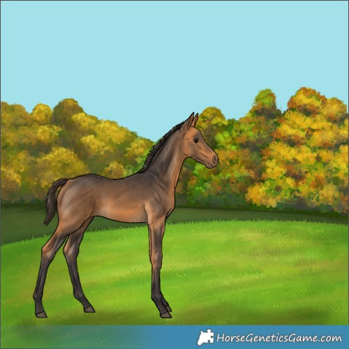 Horse Color:Buckskin 