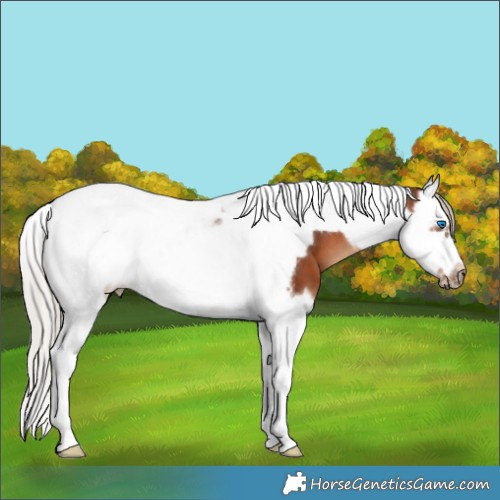 Horse Color:Silver Brown Splash Tobiano Frame 