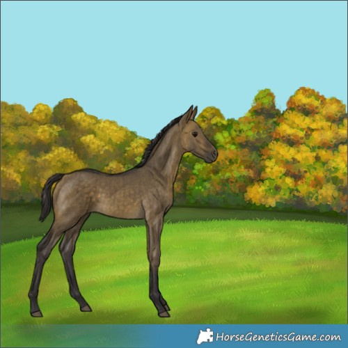 Horse Color:Buckskin Dun Brindle 
