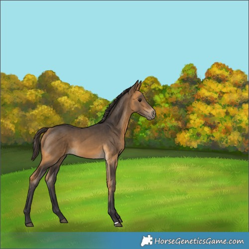 Horse Color:Buckskin 