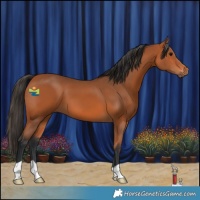 Horse Color:Bay 