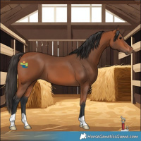 Horse Color:Bay 