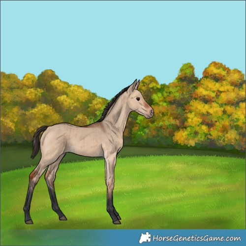 Horse Color:Bay Dun Brindle 