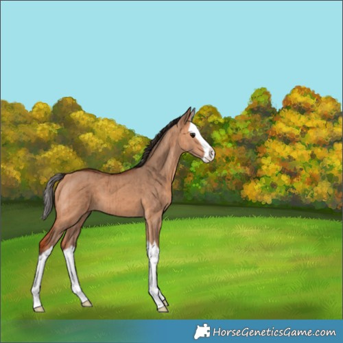 Horse Color:Bay Dun Splash Brindle 