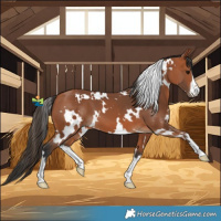 Horse Color:White Spotted Bay 