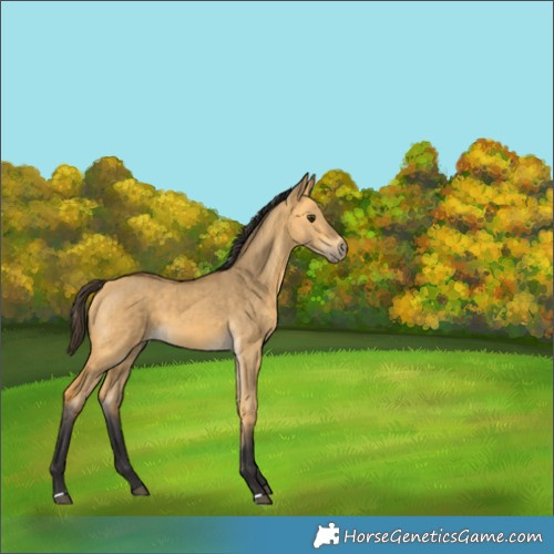 Horse Color:Buckskin Dun Brindle 