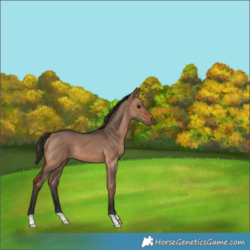 Horse Color:Bay Dun 