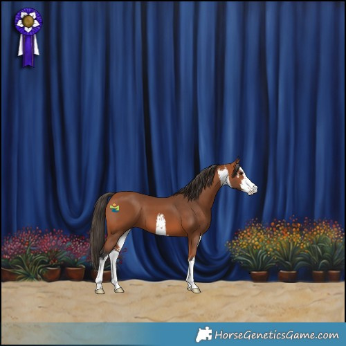 Horse Color:White Spotted Bay 