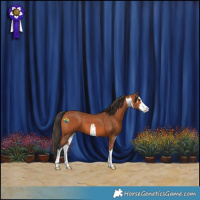 Horse Color:White Spotted Bay 