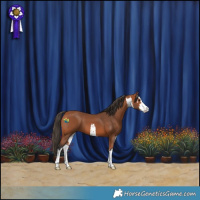 Horse Color:White Spotted Bay 