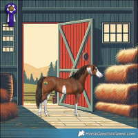 Horse Color:White Spotted Bay 