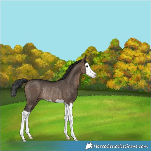 Horse Color:Bay Dun Splash Rabicano 