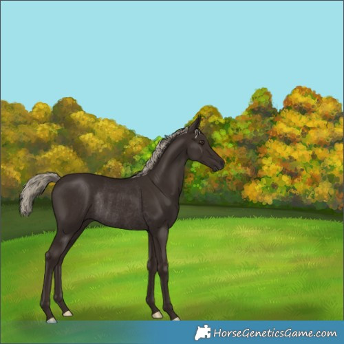 Horse Color:Liver Chestnut Rabicano 