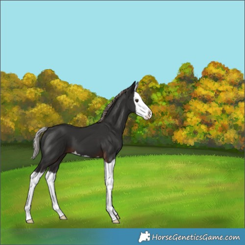 Horse Color:Liver Chestnut Splash 