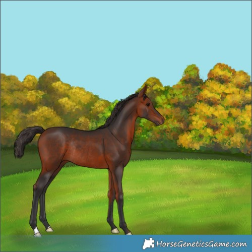 Horse Color:Bay Rabicano 