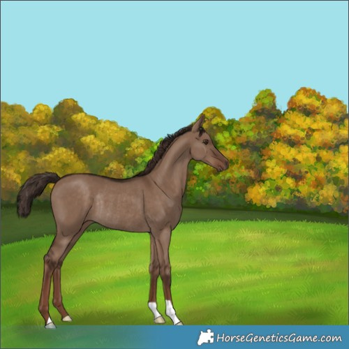 Horse Color:Liver Red Dun Rabicano 