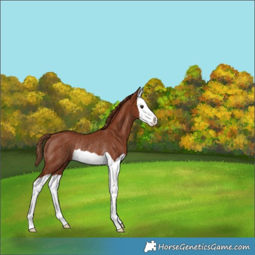 Horse Color:Chestnut Splash Rabicano 