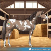 Horse Color:White Spotted Classic Champagne