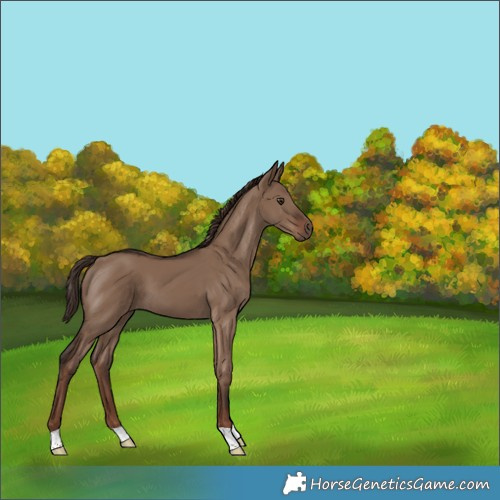 Horse Color:Liver Red Dun 