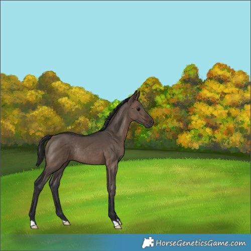 Horse Color:Bay Dun Rabicano 