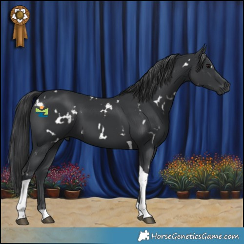 Horse Color:White Spotted Black Tobiano 