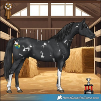 Horse Color:White Spotted Black Tobiano 