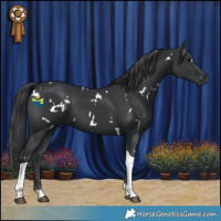 Horse Color:White Spotted Black Tobiano