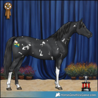 Horse Color:White Spotted Black Tobiano 