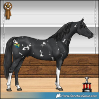 Horse Color:White Spotted Black Tobiano 