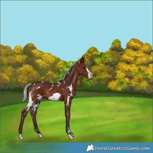 Horse Color:White Spotted Silver Brown Frame Rabicano 