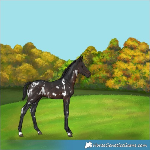 Horse Color:White Spotted Brown Rabicano 