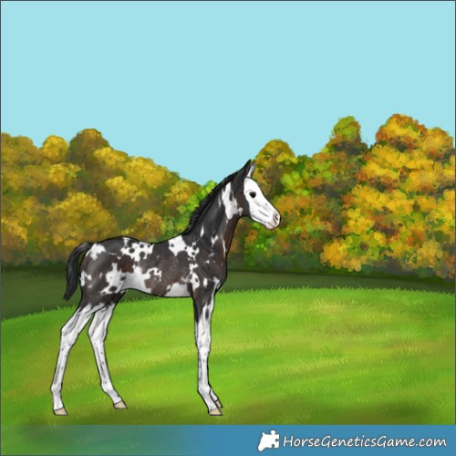 Horse Color:White Spotted Brown Splash Rabicano 