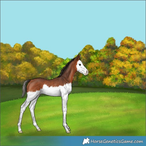Horse Color:Bay Splash Rabicano 