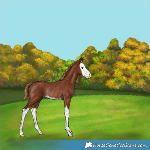 Horse Color:Chestnut Splash Rabicano 
