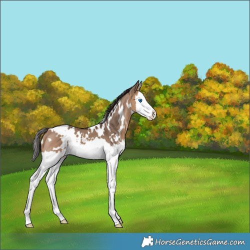 Horse Color:White Spotted Bay Dun Splash 
