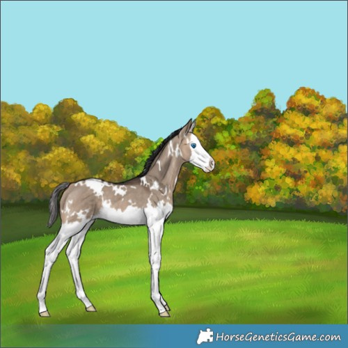 Horse Color:White Spotted Bay Dun Splash Rabicano 