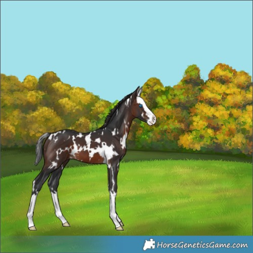 Horse Color:White Spotted Brown Splash 