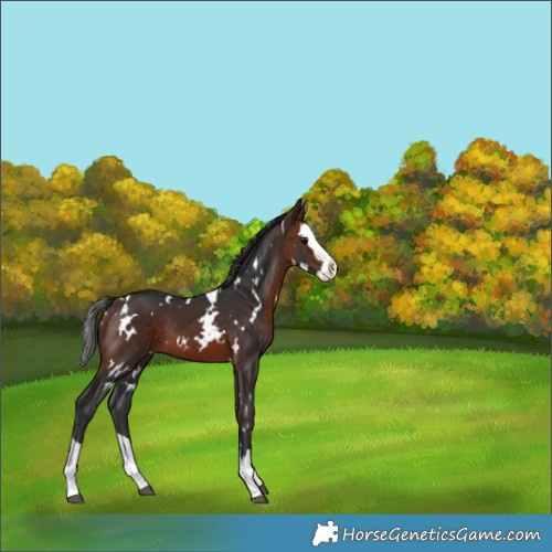 Horse Color:White Spotted Bay Splash 