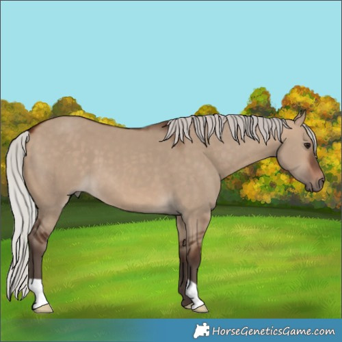 Horse Color:Silver Brown Dun 