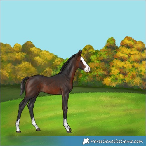Horse Color:Bay Splash Rabicano 