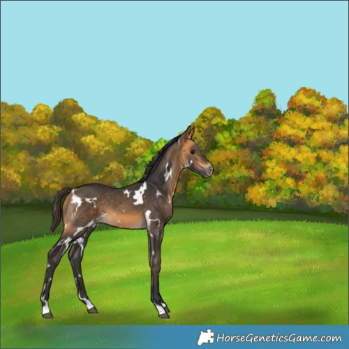 Horse Color:White Spotted Buckskin 